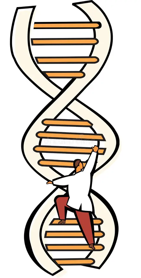<p><span><strong>Paredes de la escalera</strong>: Formadas por el esqueleto de <strong>Fosfato y Azúcar</strong>. </span></p><p><span><strong>Eslabones (Peldaños)</strong>: Formados por las <strong>bases nitrogenadas complementarias</strong>. </span></p>