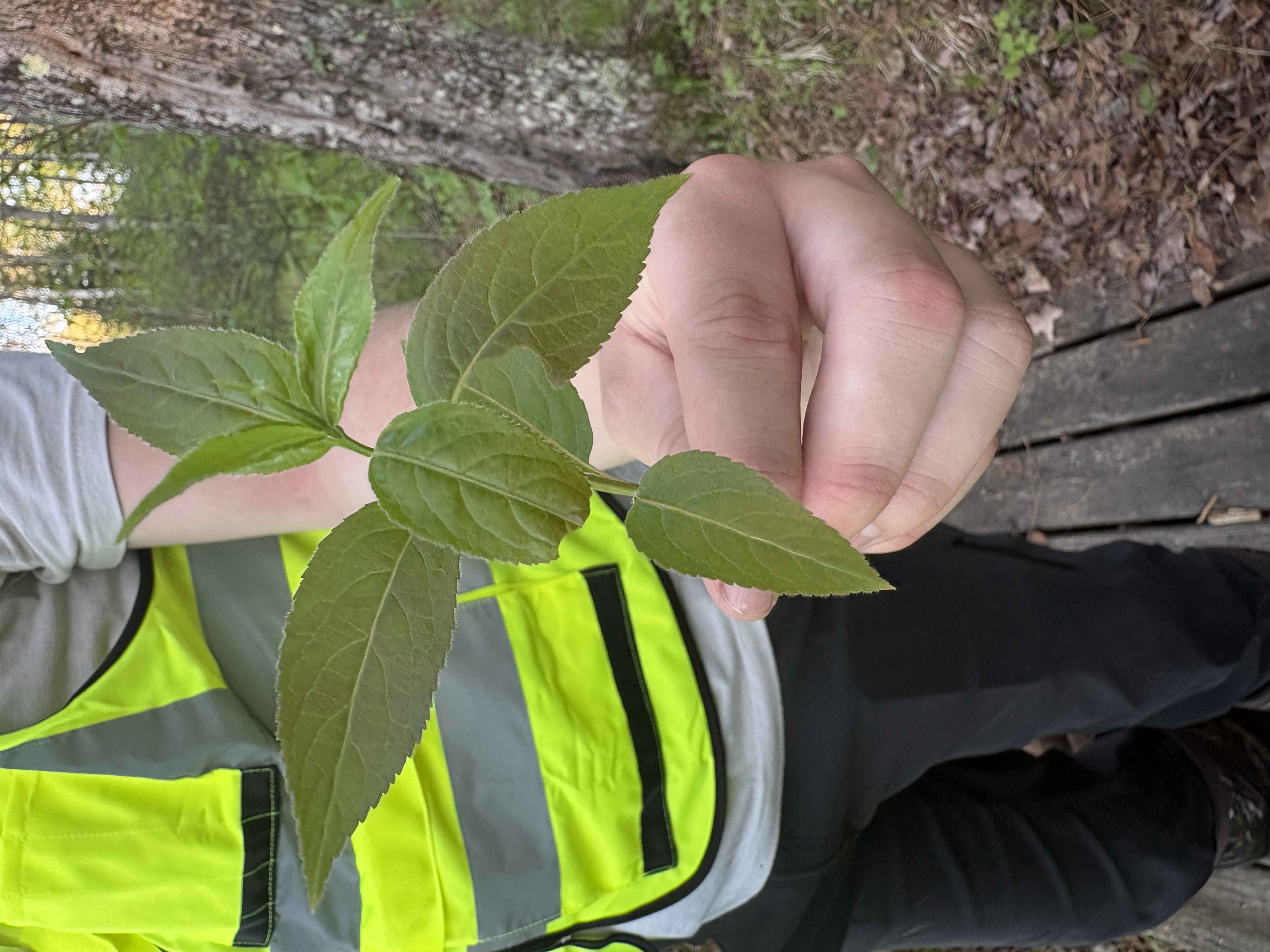 <p>Diervilla lonicera</p>