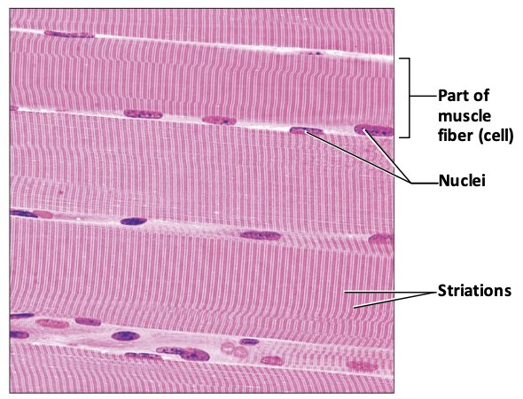 <ul><li><p>2 Functions: volunatary movement and voluntary control</p></li><li><p>2 Locations: skeletal muscles attached to bones or skin</p></li></ul><p></p>
