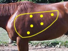 <p>- Lungs: Over at least 6 location on each side, ausculting a full breathing cycle (inspiration and expiration) in each location</p><p>- Over the distal trachea to check for any rattle suggesting discharge in airways</p>