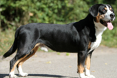 <p>welk type hond is dit</p>
