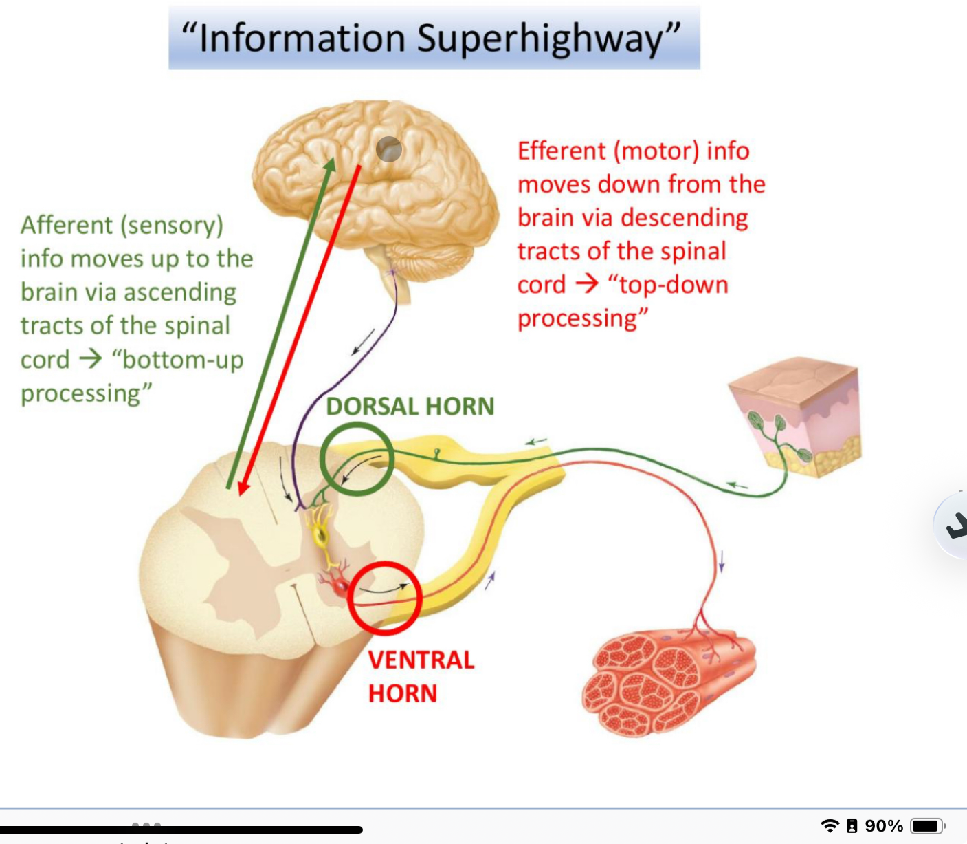 <p>sensory information (afferent) coming in via the dorsal horns via ascending tracts of spinal chord (bottom up processing)</p><p>motor information (efferent) leaving via the ventral horns of the spinal chord. goes down top down processing of descending tracts</p>