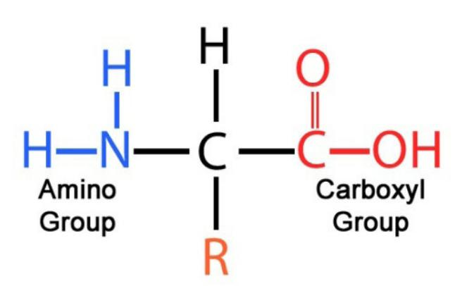 <p>elements: C H O N S</p><p>amino acids</p>