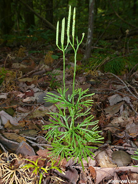 <ul><li><p>sporophylls in strobilus and elevated above plant</p></li><li><p>branches in a flattened morphology</p></li></ul><p></p>
