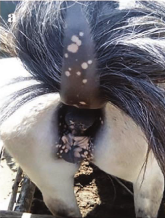 <p>Practice Question: How is this infection acquired?</p>