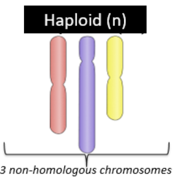 <p>contains only one set of genes, half of genetic material</p>