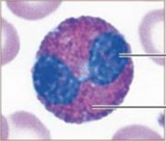 <p>Name this cell</p>
