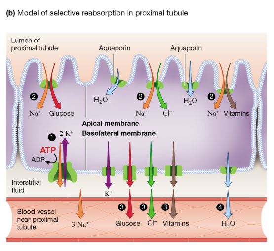 <p>Proximal Tubule: Reabsorption Mechanisms</p>