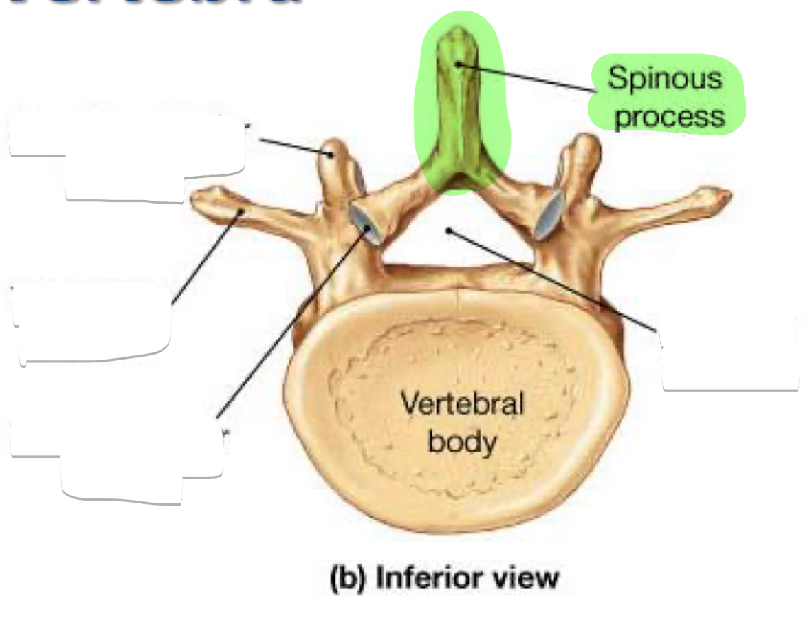 <p><strong>What is the spinous process?</strong></p>