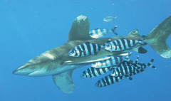 <p>A relationship between two organisms in which one organism benefits and the other is unaffected</p>