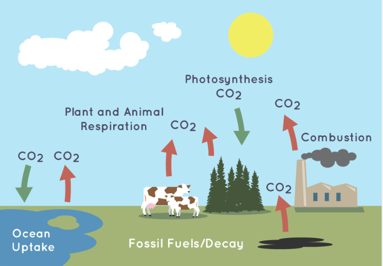 <p>carbon is essential for life and required in the formation of organic compounds</p>