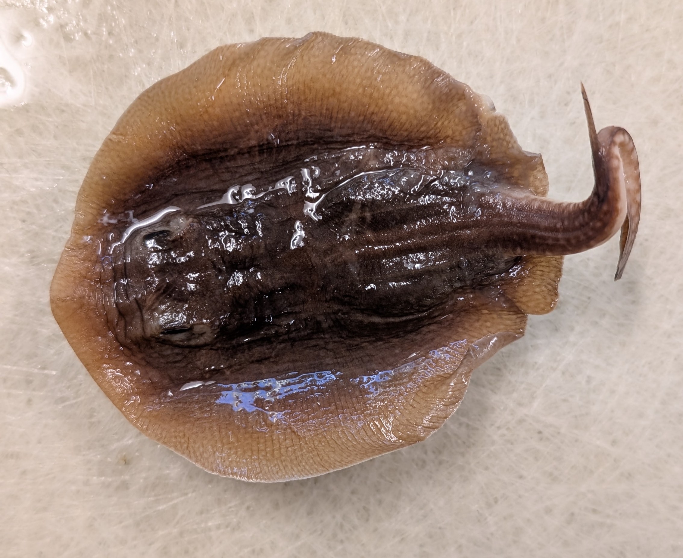 <p>round stingray. lots of small lighter spots around the edge of the body and on the tail. nose pointed slightly but not sharp</p>