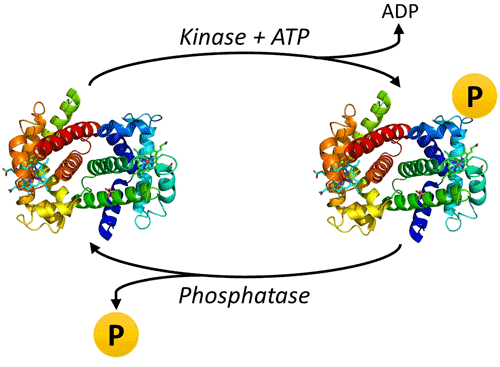 <ul><li><p><strong>intracellular kinases</strong></p><ul><li><p>add a phosphate group to intermediates of the cascade</p></li></ul></li><li><p><strong>intracellular phosphatases</strong></p><ul><li><p>remove phosphate groups</p></li></ul></li></ul><p></p>