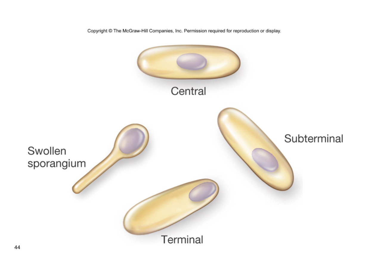 <p>spore is made and then released into the enviro by bacteria </p><p>spores are made in the mother cell </p><p>central=bacillus subtillius</p><p>bacillus anthracis=subterminal</p><p>terminal=all the way at the end </p><p>clostridium tetani do swollen sporangium </p><p>where spores sporm are characteristic of the org that forms </p>