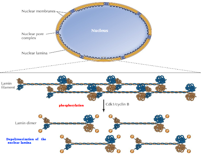 <p>Cdk1/Cyclin B phosphorylates the lamin filament → separation of lamina into lamin dimers</p><p>Depolymerization of the nuclear lamina</p>