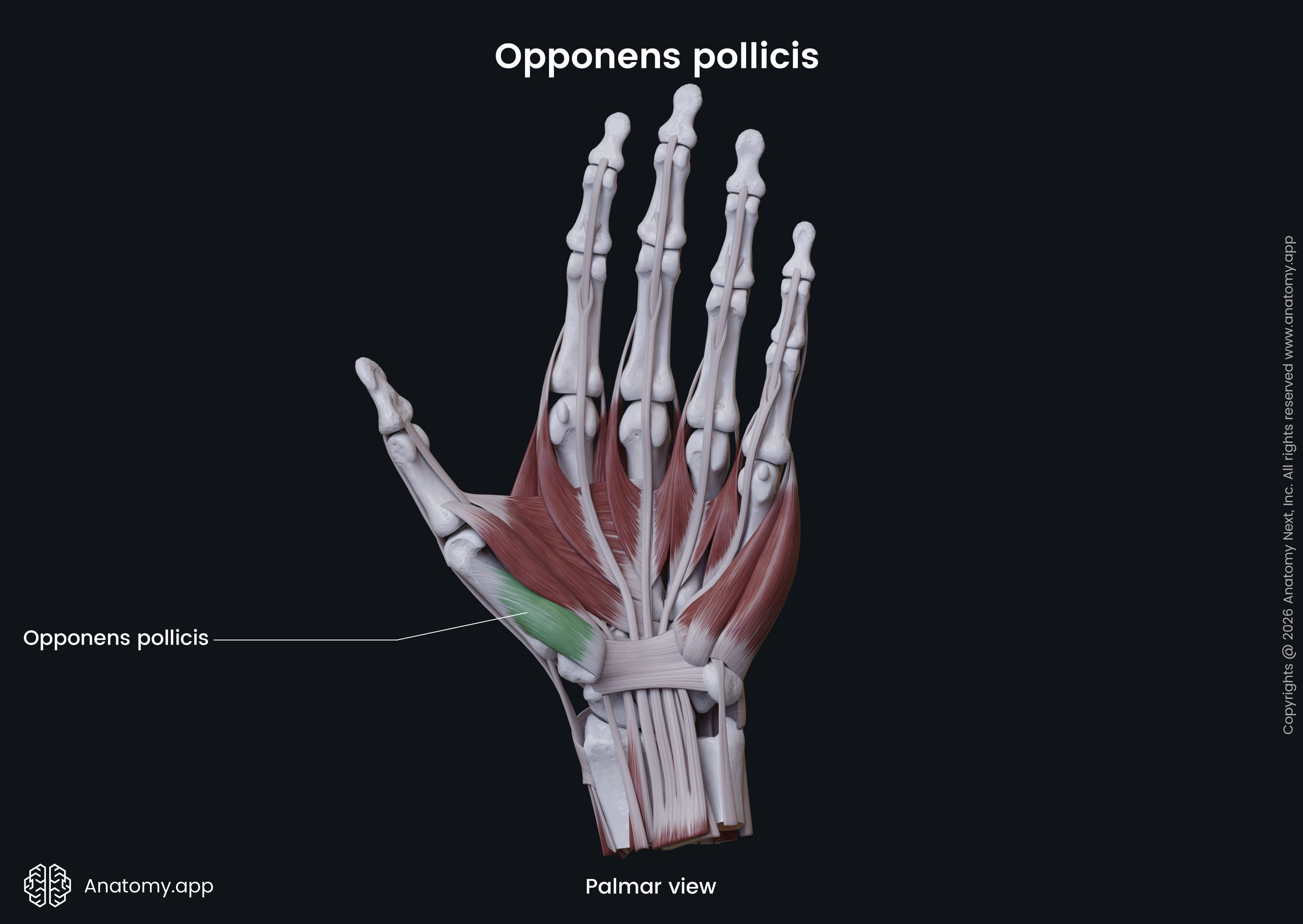 <ul><li><p>function: Opposition of thumb</p></li></ul><p></p><ul><li><p>innervation: median nerve (C8-T1 fibers)</p></li></ul><p></p>