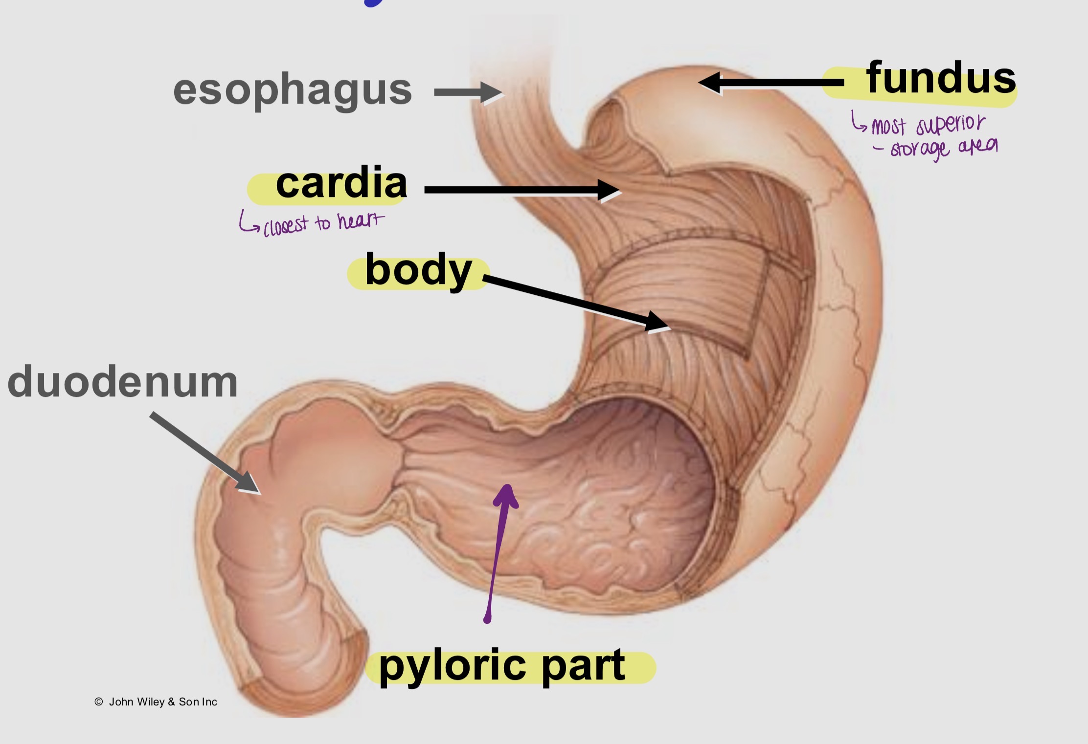 knowt flashcard image
