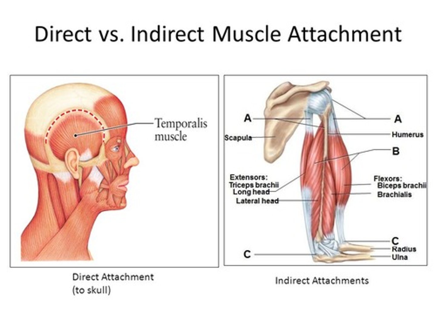 <p>Muscles attach to their origins and insertions via strong fibrous connective tissues that extend into the fibrous periosteum of the bone. In direct, or fleshy, attachments, the attaching strands of connective tissue are so short that the muscle fascicles themselves appear to attach directly to the bone. In indirect attachments, the connective tissue extends well beyond the end of the muscle fibers to form either a cordlike tendon or a flat sheet called an aponeurosis.</p><p>Indirect attachments are more common than direct attachments, and most muscles have tendons. Raised bone markings are often present where tendons meet bones. These markings include tubercles, trochanters, and crests. Although most tendons and aponeuroses attach to bones, a few attach to skin, to cartilage, or to a raphe.</p>