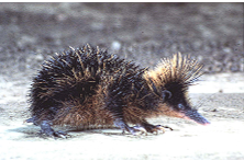 <p>Lowland Streaked Tenrec</p>
