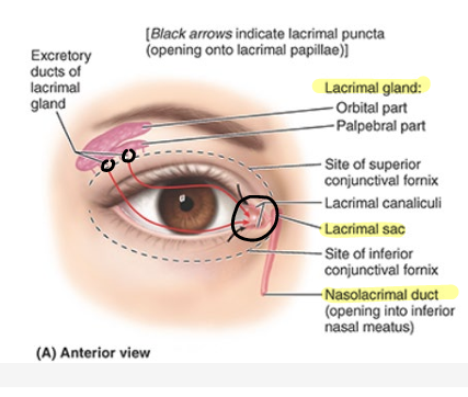 <ul><li><p>convey lacrimal fluid from lacrimal glands to conjunctival sac</p></li></ul><p></p>