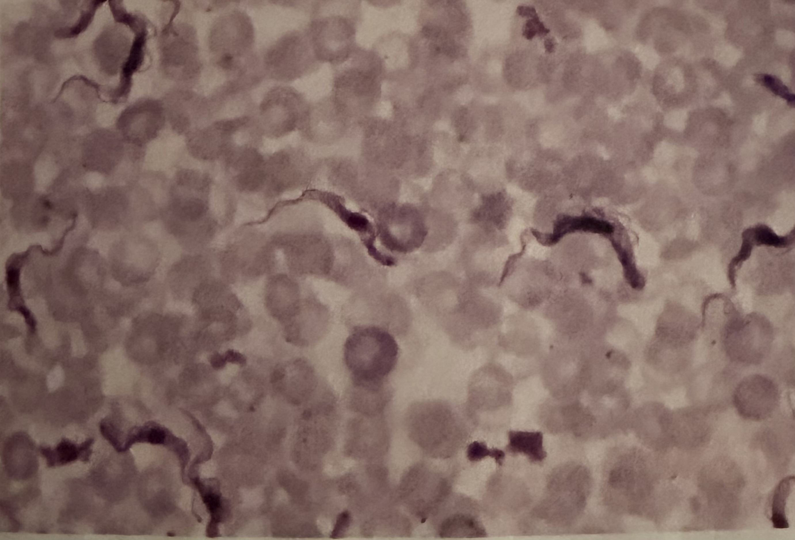 <p>*What protist is this?</p>