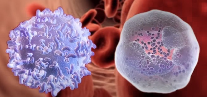 <p><span>What is the name of the cell on the right side?</span></p>