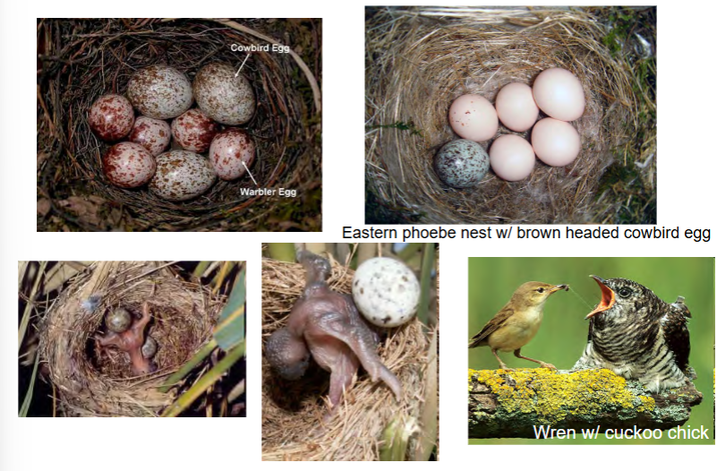 <p>not really true parasites</p><p>but do reduce population growth rate (lambda)</p><p>lay egg in nest of another animal (usually birds)</p><p>brood parasite egg is larger, possibly kicks out other eggs, takes all care and nutrients from mother bird</p><p>e.g. cuckoos are brood parasites to wrens, brown-headed cowbirds are brood parasites to eastern phoebes and warblers</p>