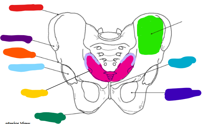 <p><span style="font-family: Calibri, sans-serif; line-height: 107%;">Pelvic cavity</span></p>