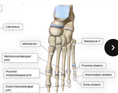 <p>between proximal and intermediate phalanx</p><p>hinge joints that allow extension and flexion </p>
