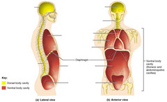 <p>cavity containing the thoracic and abdomino-pelvic cavities</p>