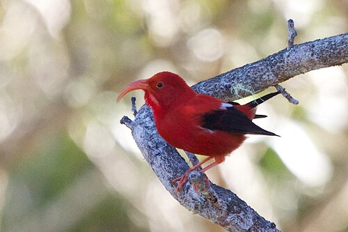 <p>What were Hawaiian Native Birds <strong>susceptible </strong>to?</p>