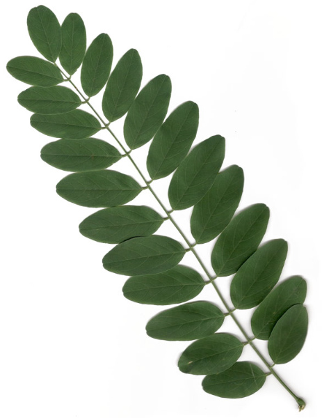 <p>Robinia</p>