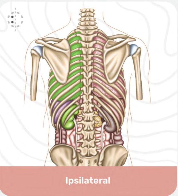 <p>Ipsilateral</p>