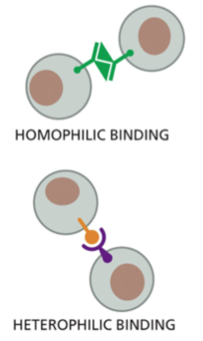 <p>At to <strong>identiske eller meget lignende</strong> adhæsionsmolekyler binder til hinanden.</p>