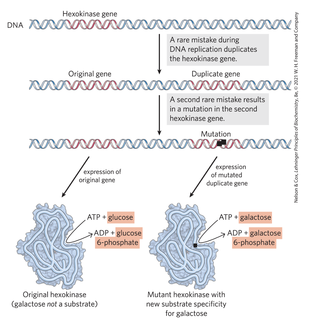 <p>gene duplication events are a driving force for organisms evolving new abilities</p>