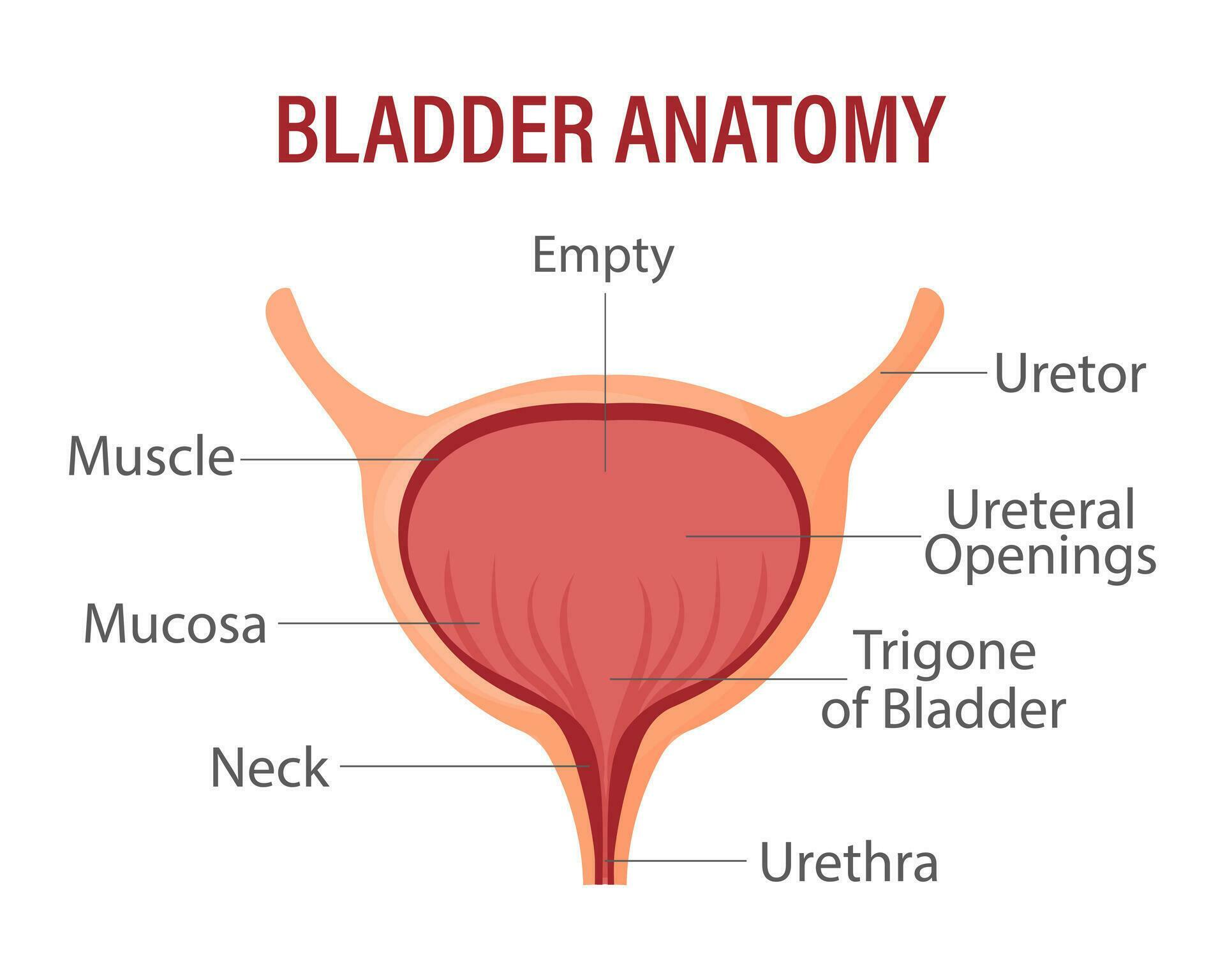 <p>bladder </p><p>urinary</p>