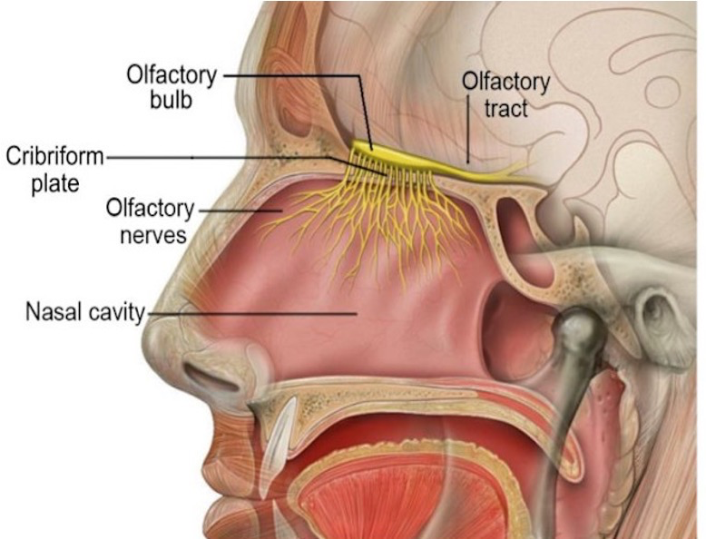 <p>A sheet of sensory receptor cells that lines the most dorsal aspects of the nasal cavity;</p><ul><li><p>Houses three cells that it make up:</p><ul><li><p>Basal Cells</p></li><li><p>Supporting Cells</p></li><li><p>~6 million Olfactory Receptor Neurons</p></li></ul></li></ul><p></p>