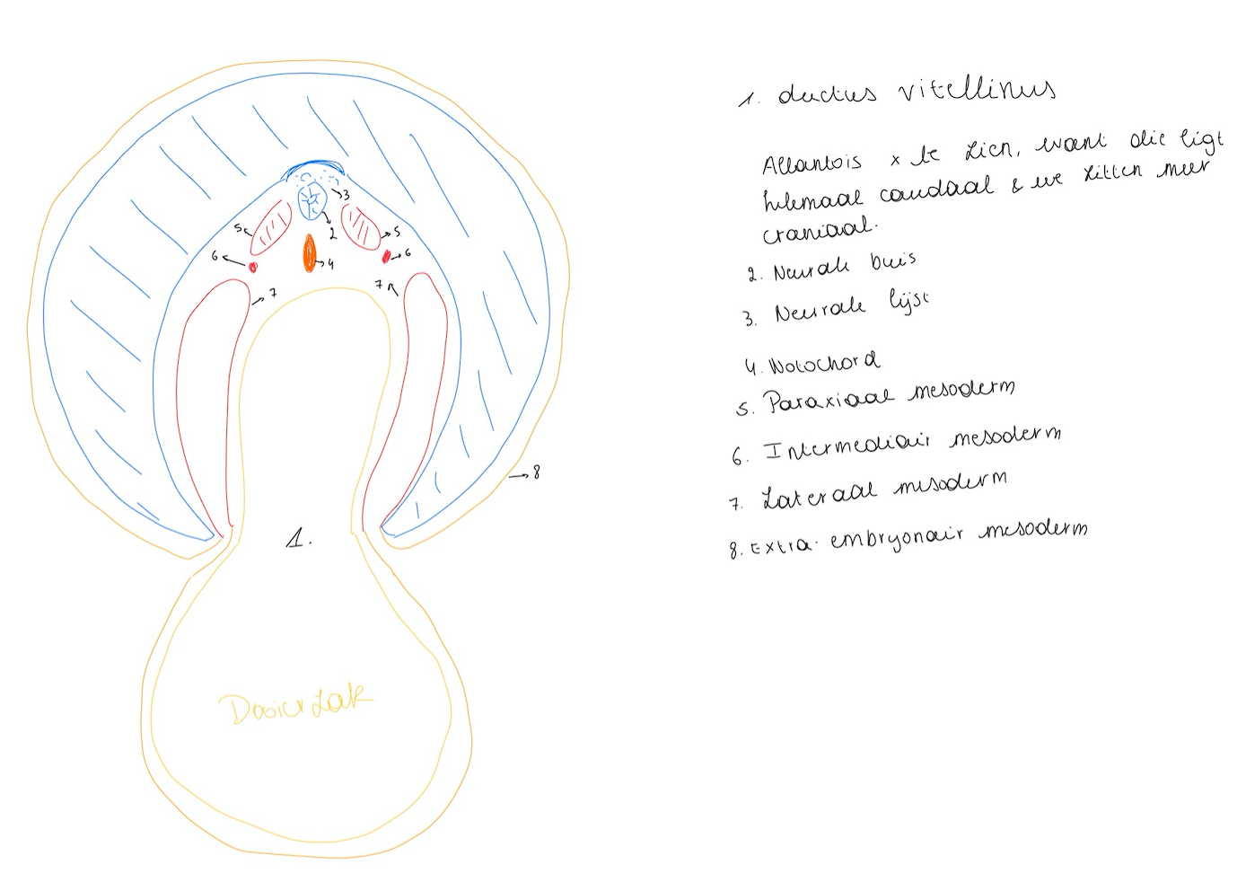 <ul><li><p>die ligt helemaal caudaal en we zitten meer craniaal</p></li><li><p>we maken hier een doorsnede meer craniaal of caudaal van de navel, waardoor we deze niet zien</p></li></ul><p></p>