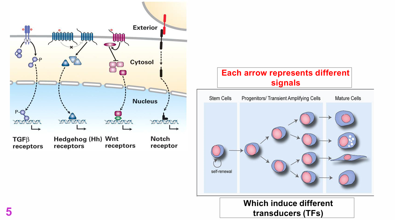 <p>What detailed receptor mechanisms were illustrated for TGF-β, Hedgehog, Wnt and Notch? (NOT ASSESSABLE)</p>
