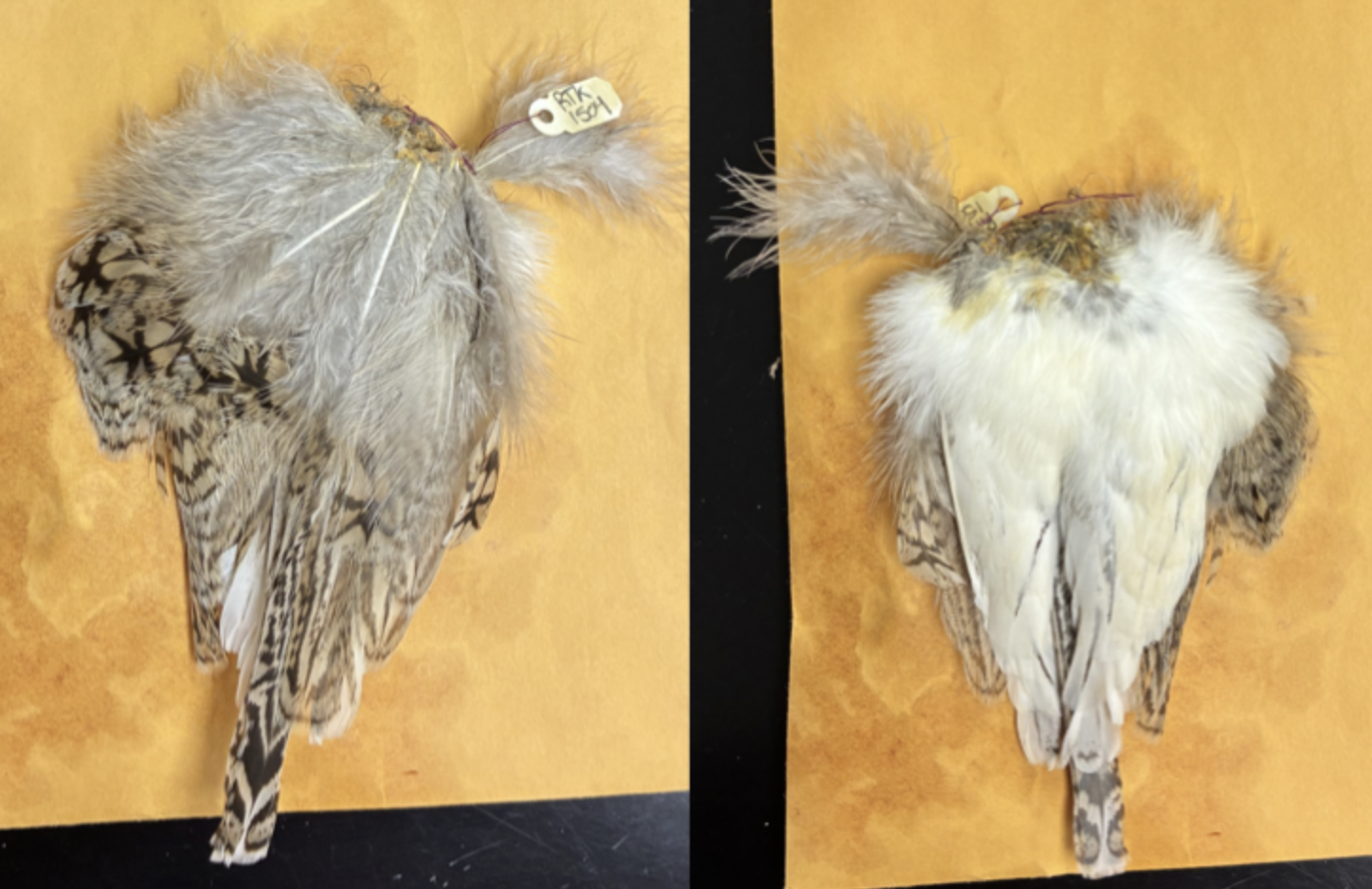 <p>what is this? (species and male/female)</p>