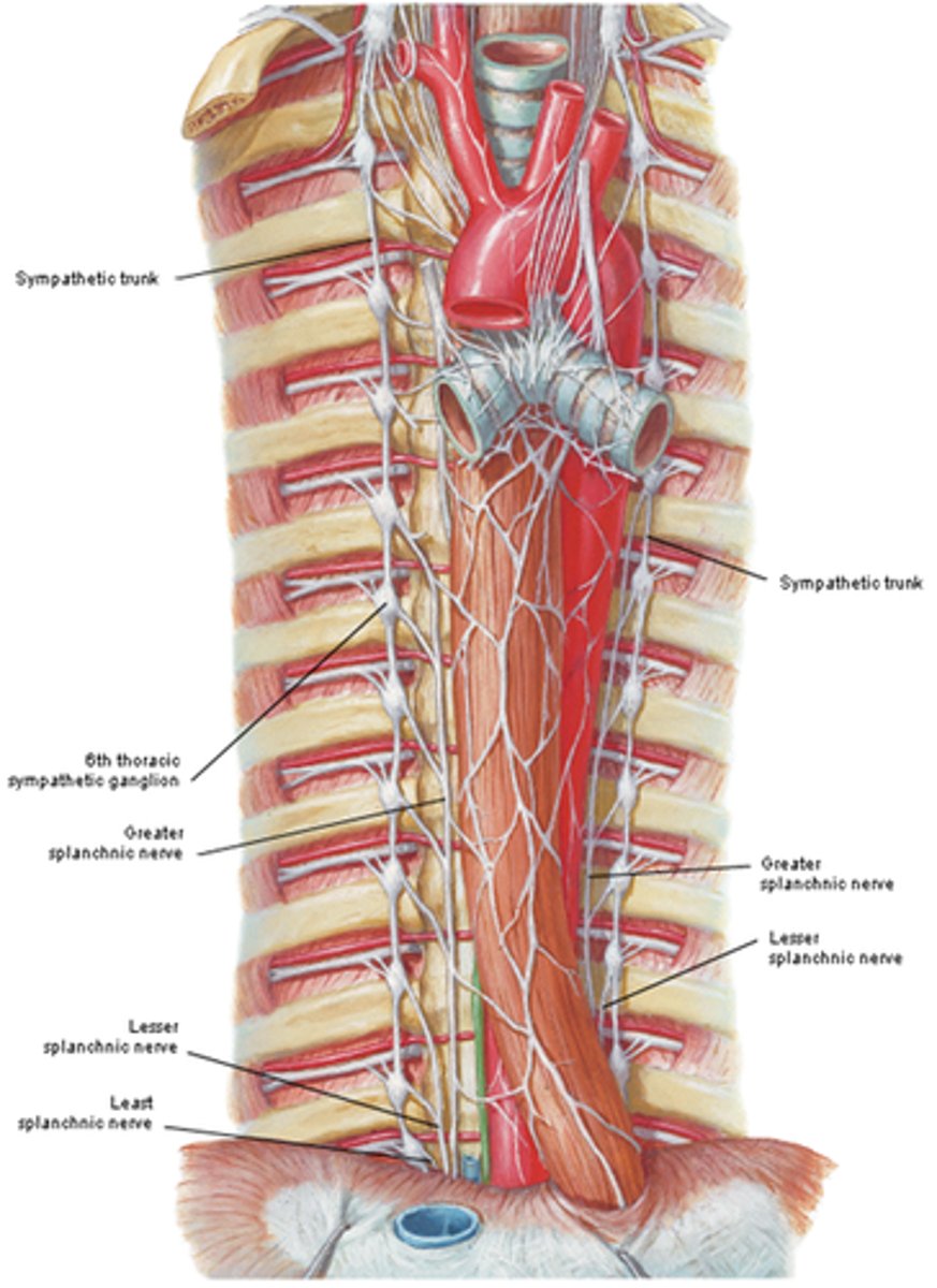 <p>what nerves make up the lower thoracic splanchnic nerves?</p>