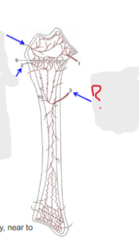 <p>Bone blood supply</p><p>Penetrates toward the middle of the diaphysis</p>