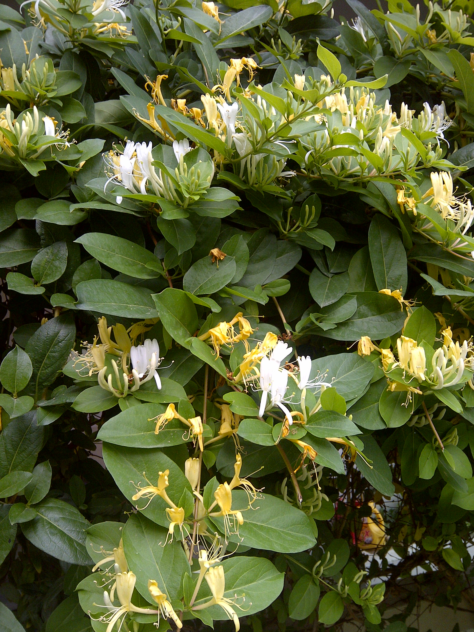 <p>Japanese Honeysuckle</p>