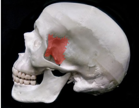 <p>what bone is this</p>