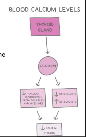 <p>Released by <strong>parafollicular thyroid cells (c cells)</strong></p><ul><li><p>Stimulates <strong>osteoblast </strong>use of calcium to generate new bone.</p></li><li><p><strong>Inhibits osteoclasts </strong>from freeing calcium by breaking down bone.</p></li><li><p><strong>Decreases Calcium Reabsorption </strong>in kidneys and intestines. </p></li></ul><p></p>
