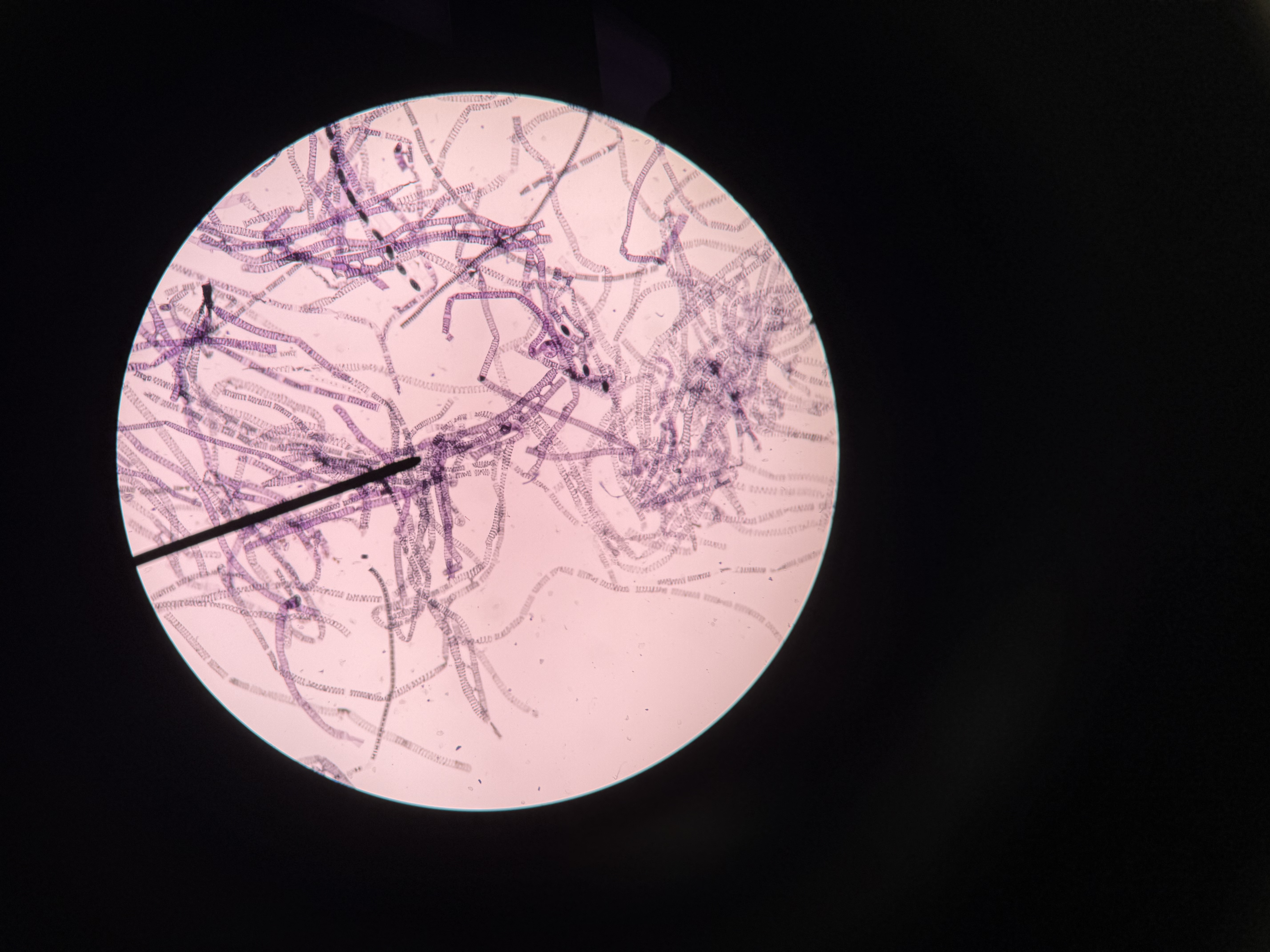 <ol><li><p>What organism is this?</p></li><li><p>What is its unique feature?</p></li><li><p>Is it autotrophic or heterotrophic?</p></li></ol><p></p>
