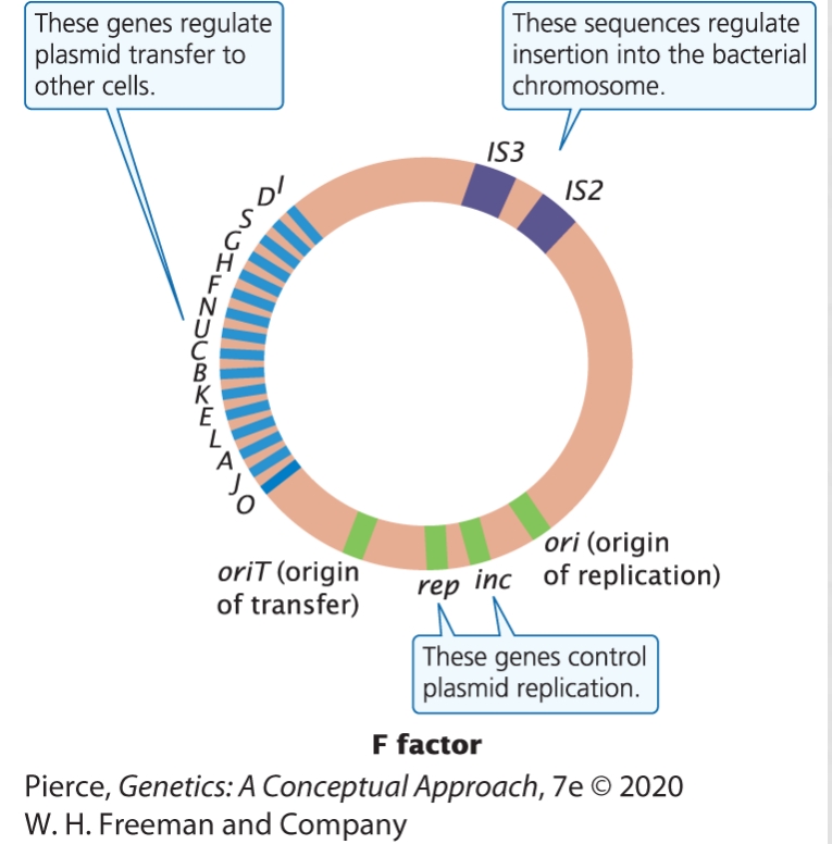 <p>F factor = Fertility factor. Controls mating and exchange between E. coli</p><p>F factor contains and ORI, genes for replicaion (green), genes for transfer (blue), and insertion sequences (IS2, IS3)</p>