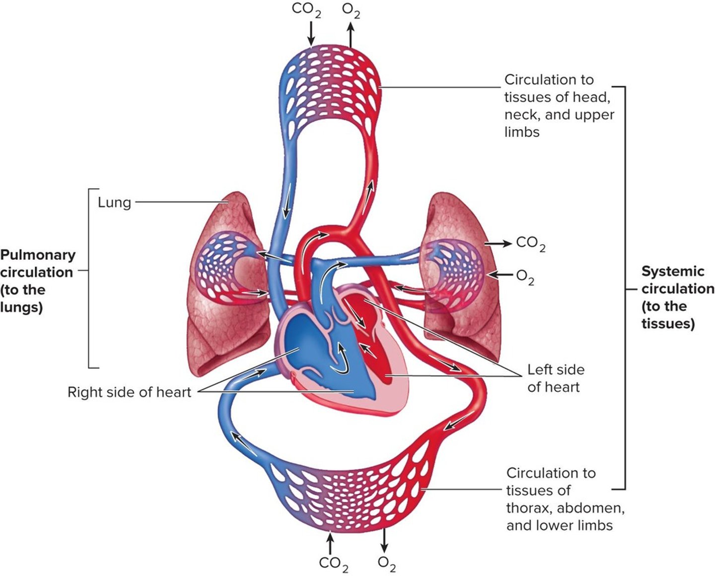 <p>Pumps blood through pulmonary circulation to lungs and systemic circulation to remaining tissues.</p>