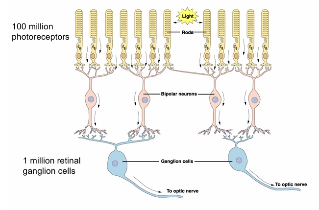 <p>Converge onto less bipolar cells </p><p>around 100 million photoreceptors into 1 million retinal ganglion cells </p>