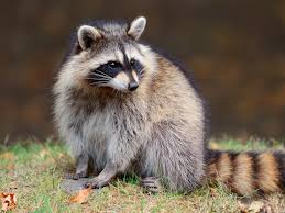 <p>Raccoon (Procyon lotor)</p>